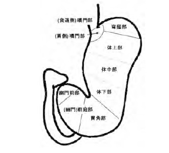 X線読影診断における胃の区分