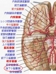 脳血管解剖