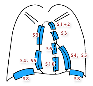 胸部レントゲンでみるシルエットサインと肺区域
