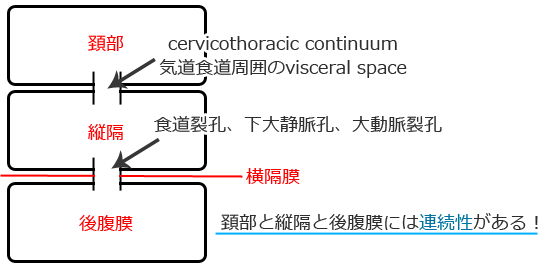 cervicothoracic-continuum