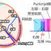 刺激伝導系の解剖、心電図（まとめ）